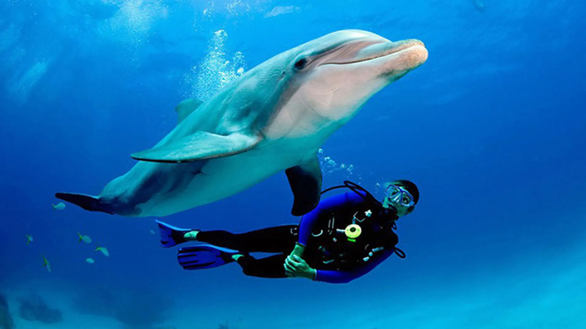 غواصی با دلفین